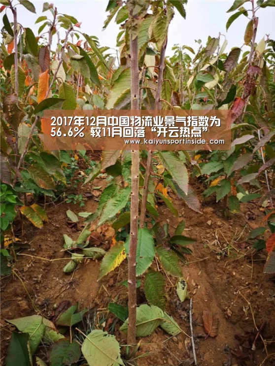 开云聚合